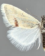Chlorobaptella rufistrigalis