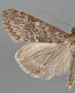 Evergestis palousalis