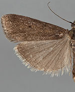 Pyla metalicella