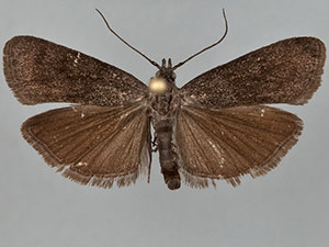 Pyla serrata