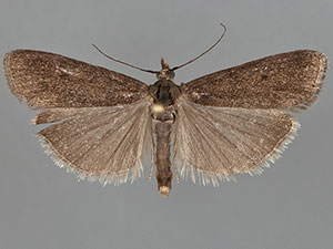 Pyla metalicella
