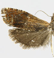 Eucosma johnsoni