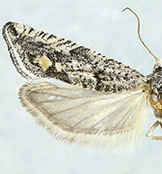 Eucosma paiuteana