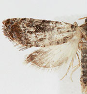Paralobesia rougemontensis
