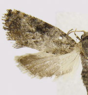Paralobesia rougemontensis