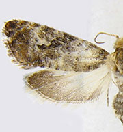 Paralobesia rougemontensis