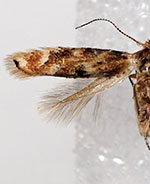 Bucculatrix zophopasta