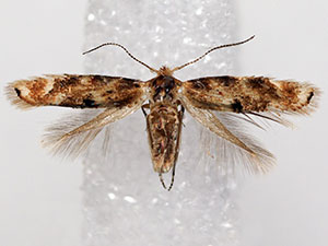 Bucculatrix zophopasta