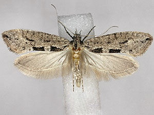 Ypsolopha dorsimaculella