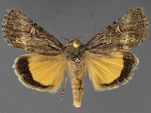 Sympistis euta
