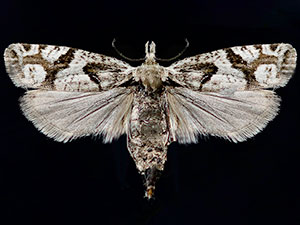 Eucosma southamptonensis