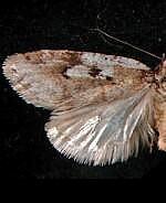 Semioscopis megamicrella
