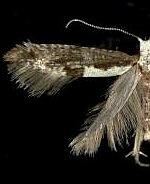 Argyresthia conjugella
