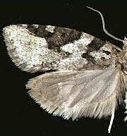 Acleris gloveranus