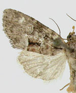 Cherokeea attakullakulla