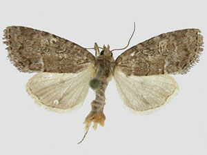 Cherokeea attakullakulla