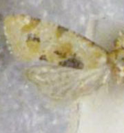 Spinipogon harmozones