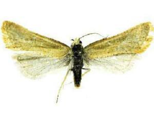 Cochylis yinyangana