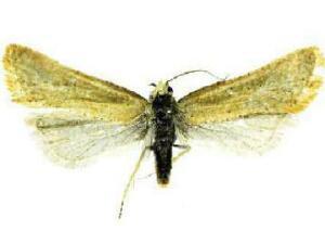 Cochylis yinyangana