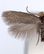 Ectoedemia populella