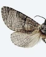 Acossus centerensis