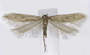 Monochroa ferrea