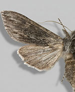Cucullia comstocki