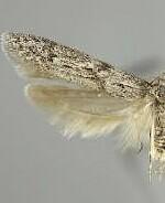 Hypatopa sp.