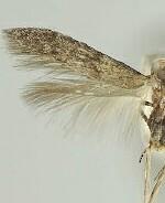 Pigritia sp.