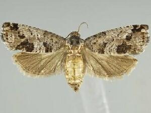 [Grapholitini � New Genus 1] saltitans