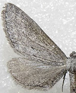 Glaucina denticularia
