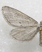 Glaucina denticularia
