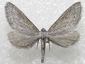Glaucina denticularia