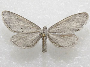 Glaucina denticularia