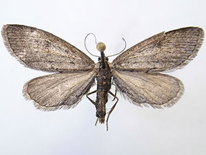 Glaucina denticularia