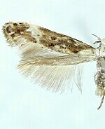 Momphidae spp.