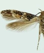 Momphidae spp.