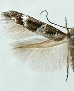 Momphidae spp.