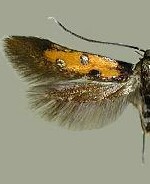 Chrysoclista linneella