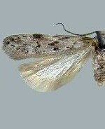 Pseudotelphusa belangerella