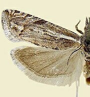 Phaneta misturana