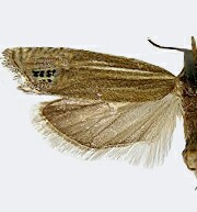 Phaneta misturana