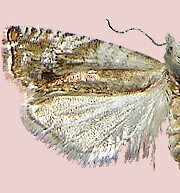 Epinotia corylana
