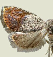 Talponia plummeriana