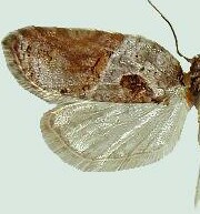 Acleris inana