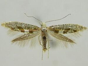 Argyresthia pygmaeella