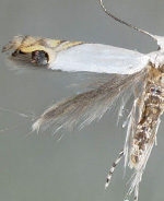 Leucoptera coffeella