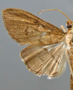 Microthyris lelex