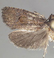Gymnandrosoma orarum
