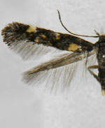 Mompha achlyognoma